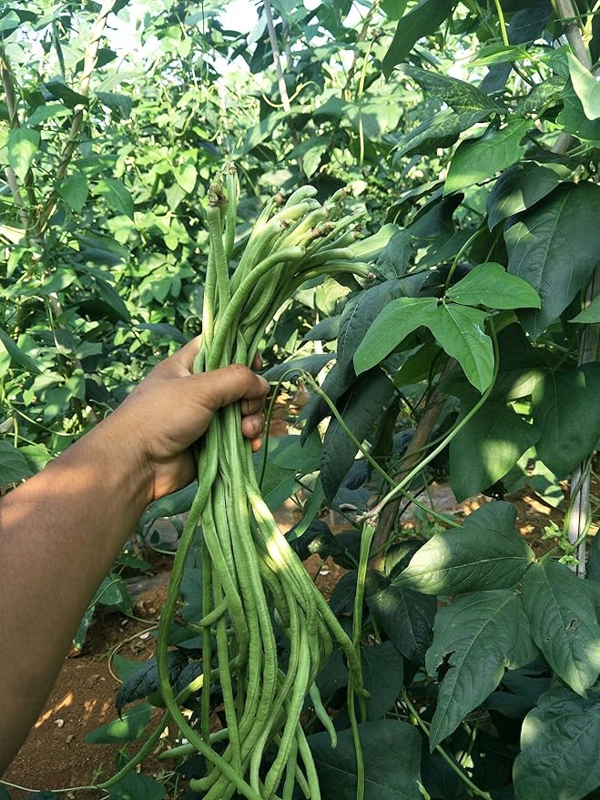 MOCCUROD 30+ Yard Long Bean Seeds Asian Vegetable Long Bean String Beans Productive USA