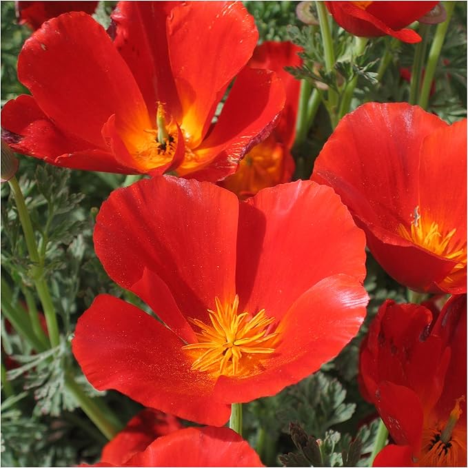 Seed Needs, Red Chief California Poppy Seeds - 2,000 Heirloom Seeds for Planting Eschscholzia californica - Tender Perennial Flowers to Grow a Butterfly Garden to Attract Pollinators (1 Pack)