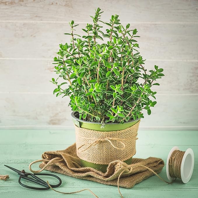 TKE Farms & Gardens - Marjoram Seeds for Planting, 500 Mg, 2000 Heirloom Seeds, Non-GMO, Packet Includes Instructions for Growing, Origanum majorana, Qty 1