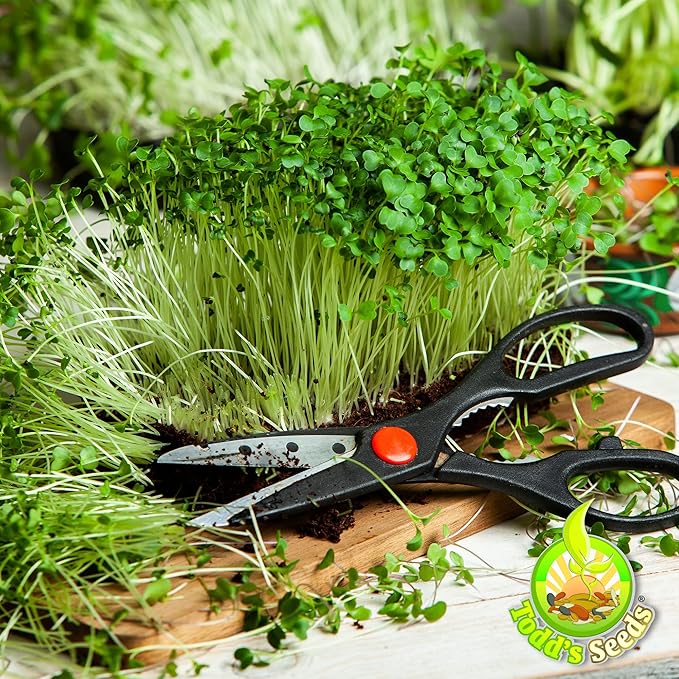 Todd’s Seeds - Countryside Delight Sprouting Seed Mix - One Pound - Sprouting Seeds for Microgreens - Clover, Cress, Arugula, Radish and Dill - Chemical Free - Non GMO