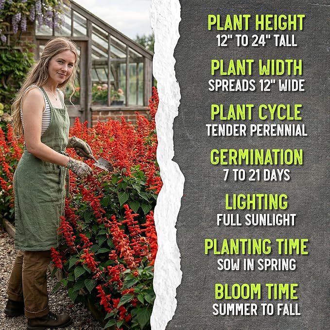 Seed Needs Salvia Seeds for Planting Scarlet Sage Flowers - Heirloom & Open Pollinated Perennial Wildflower Seed to Plant an Outdoor Butterfly Garden to Attract Pollinators (20 Packs)