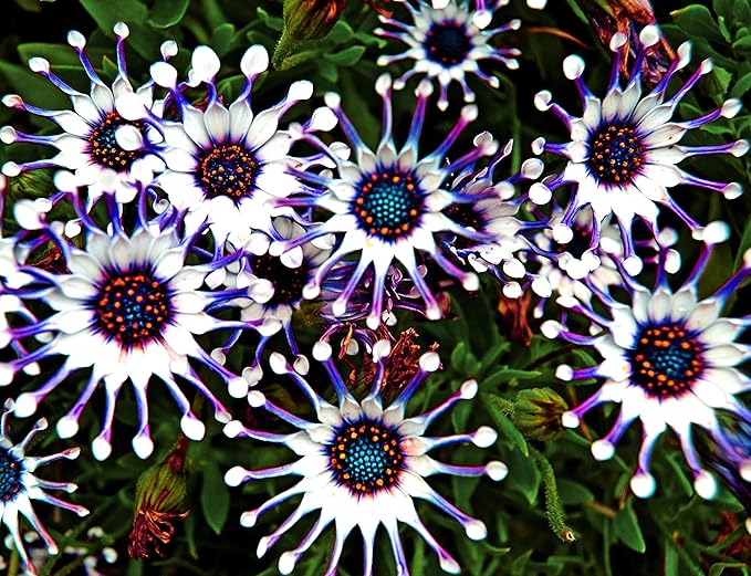 Rare 100 Pcs Seeds Purple Daisy Seeds Flower Garden Plant