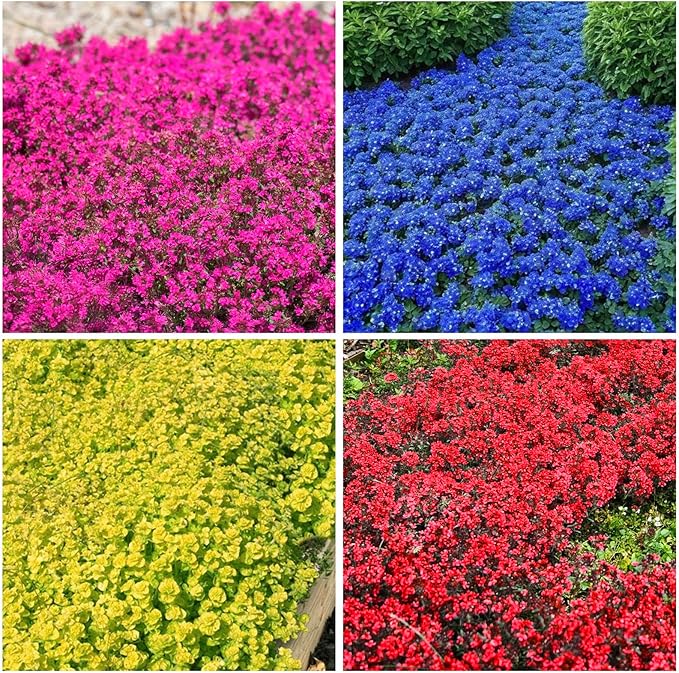 5200+ Mixed Creeping Thyme Seeds for Outdoor Planting - Perennial Ground Cover Flowers, Thymus serpyllum, Fast-Growing & Drought-Tolerant, Ideal for Large Gardens & Container