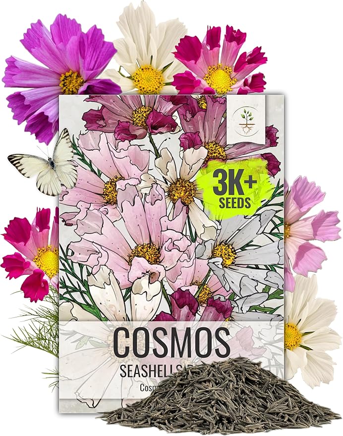 Seed Needs Seashells Cosmos Seeds Multicolored Flower Seed Blend | 3,000+ Heirloom Seeds for Planting Cosmo Bipinnatus Open Pollinated | Unique Mixed Colors Tubular Blooms Attract Pollinators | Bulk