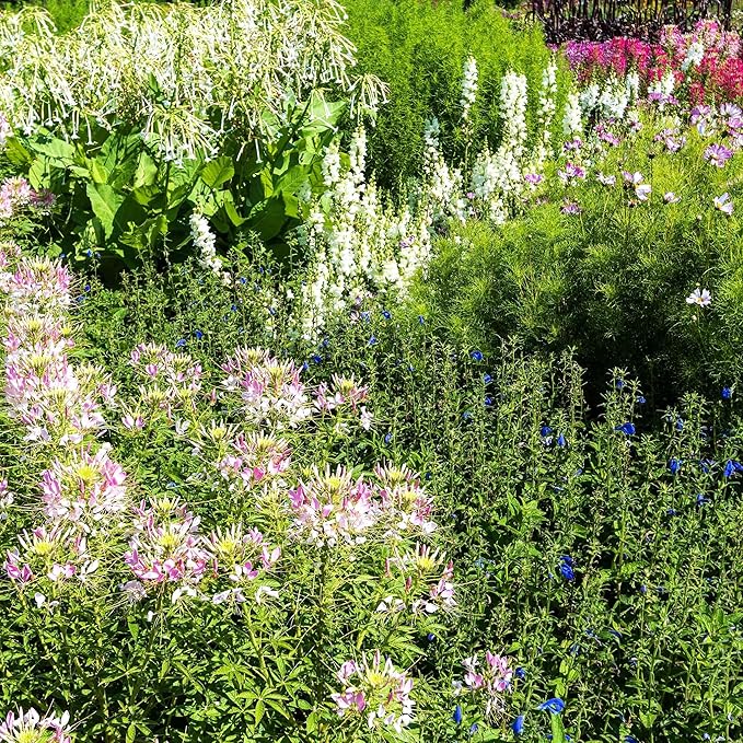 Eden Brothers Cleome Seeds - Sparkler Blush