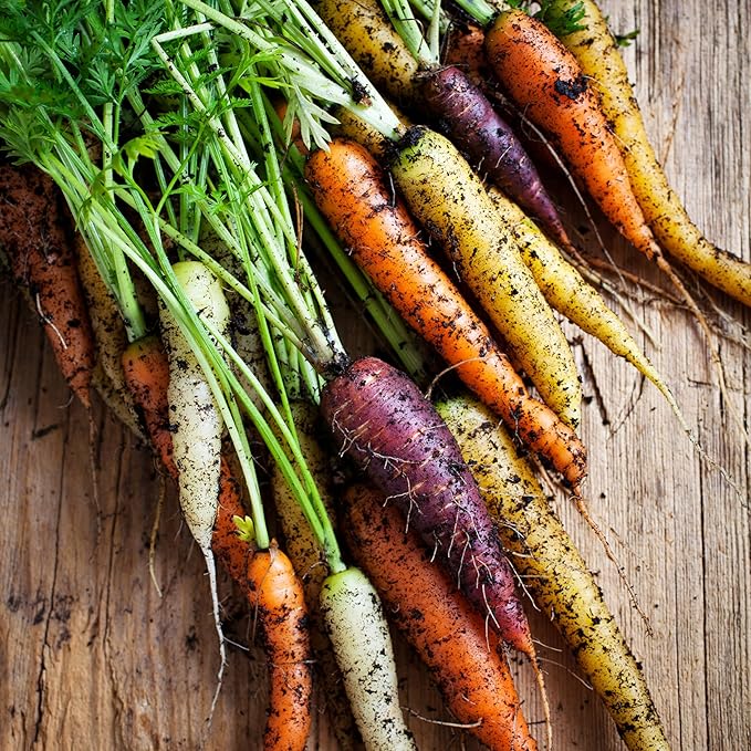 Seed Needs Carrot Seeds for Planting Rainbow Carrots - Non-GMO Heirloom & Untreated Veggie Seed to Grow a Home Grown Vegetable Garden in Fall or Spring (5 Packs (4,000 Seeds))