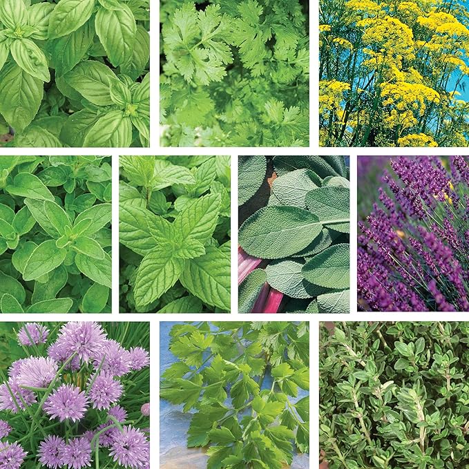 Ferry-Morse Herb Enthusiast Organic Seed Bundle - 10 Pack