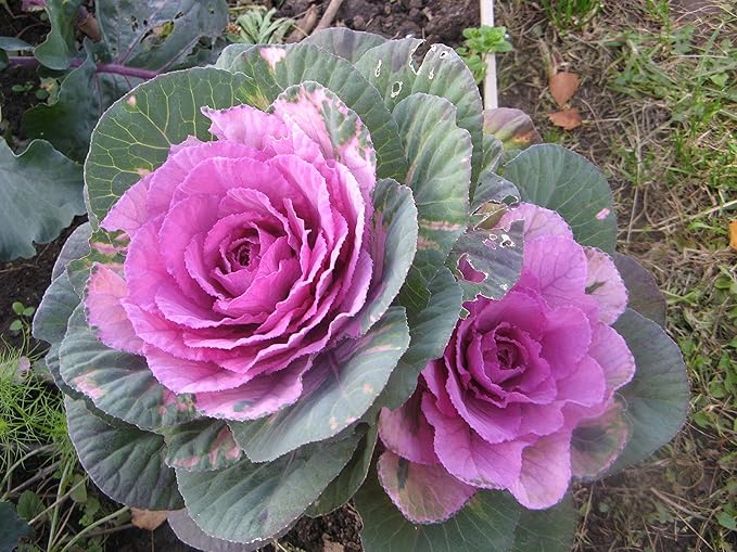 Seeds Flowering Kale Large Leaf Mix Ornamental Cabbage Non GMO Vegetable for Planting