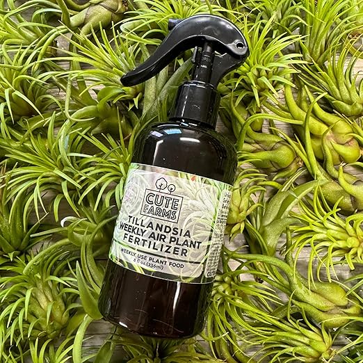 Cute Farms Tillandsia Air Plant Fertilizer | Gentle Weekly Use Formula Plant Food | Formulated Nutrients for Air Plants (Three - 8 oz. Spray Bottle)