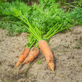 Carrot Seeds - Shin Kuroda 5" - 4 Oz ~80,000 Seeds - Daucus carota VAR. sativus - Farm & Garden Vegetable Seeds - Non-GMO, Heirloom, Open Pollinated, Annual