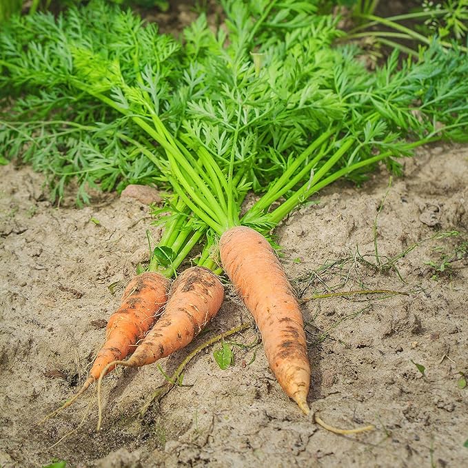 Carrot Seeds - Shin Kuroda 5" - 4 Oz ~80,000 Seeds - Daucus carota VAR. sativus - Farm & Garden Vegetable Seeds - Non-GMO, Heirloom, Open Pollinated, Annual