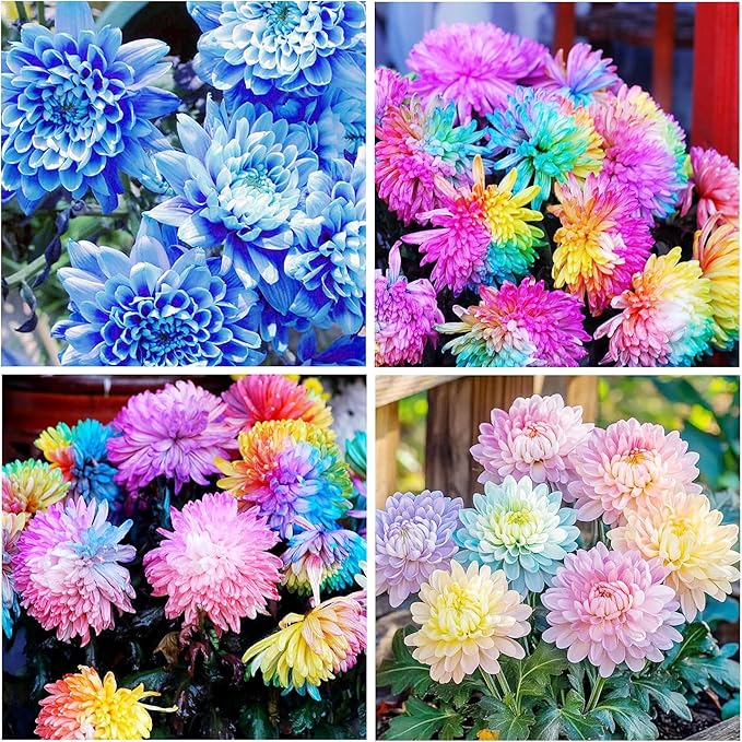100+Rainbow Chrysanthemum Seeds for Planting Outdoors -Perennial Ornamental Flowering Planting Garden and Pots