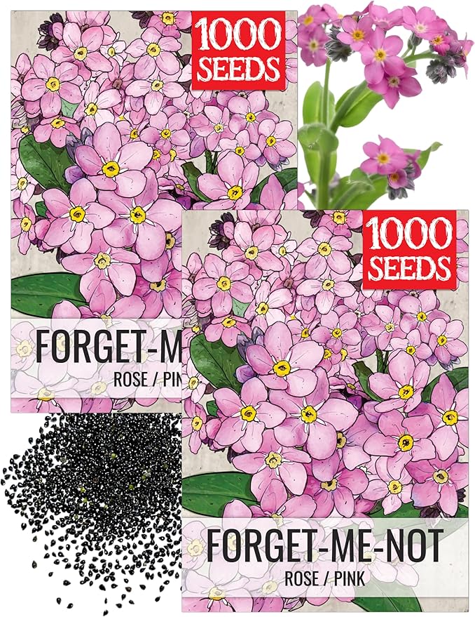 Seed Needs Pink Forget Me Not Seeds for Planting Myosotis Flowers - Heirloom & Open Pollinated Wildflowers to Plant an Outdoor Butterfly Garden to Attract Pollinators (2 Packs)