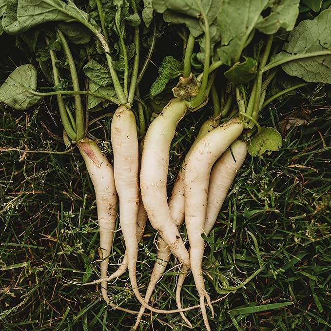 White Icicle Radish - 150 Seeds - Tender, Long, White Roots, Fast Growing & Cold Tolerant, Non-GMO Heirloom Radish Seeds for Planting in The Home Garden, Thresh Seed Company