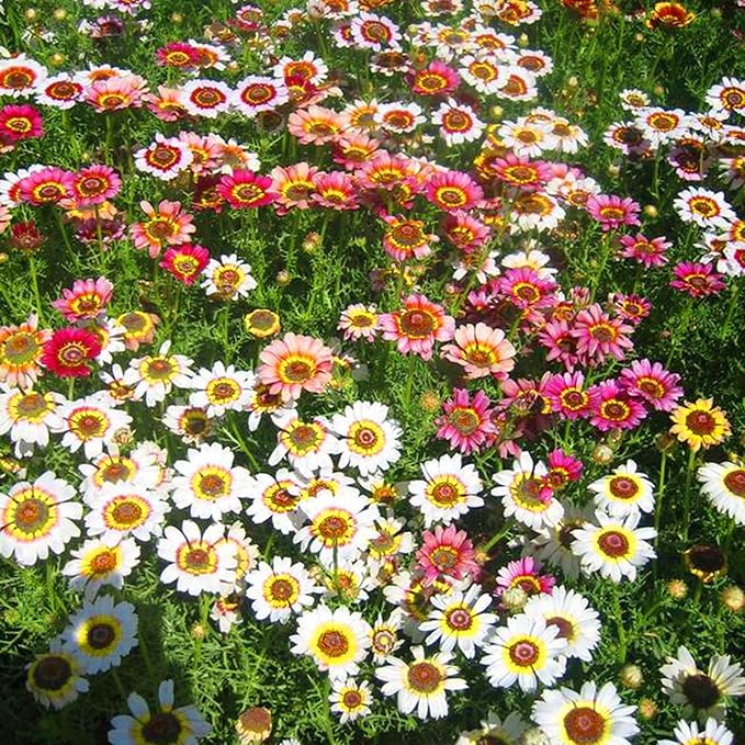 Mixrug Painted Daisy Flower Seeds for Planting, 1000pcs Painted Daisy Wildflower Seeds Non-GMO Heirloom Rare Glebionis carinata Flower Plants, Open Pollinated Beauty Home Garden for Outdoors