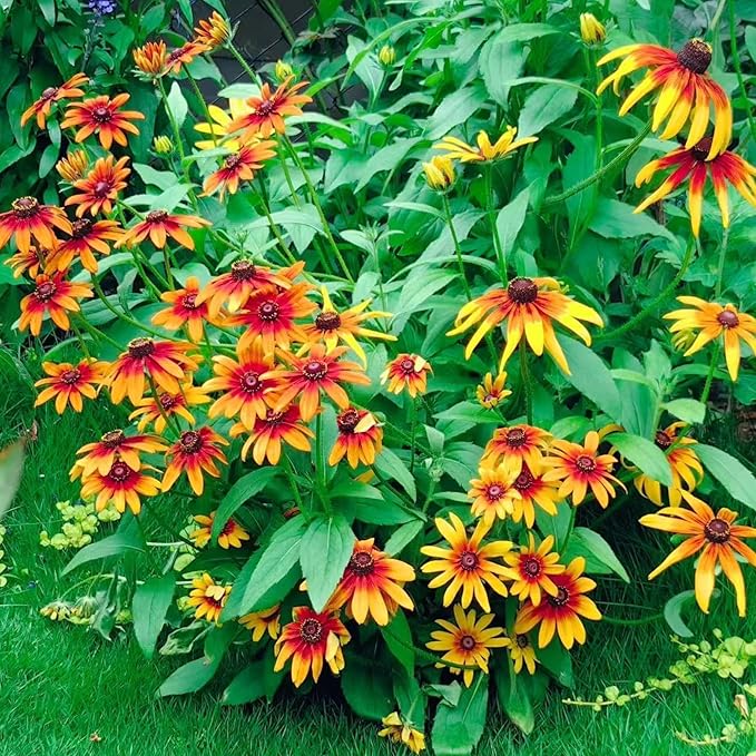 NYGardenia 500 Black Eyed Susan Seeds – Rustic Orange & Yellow Rudbeckia Autumn Garden Flower, Heirloom, Non-GMO