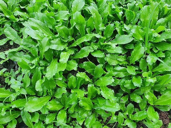 3500+ Culantro Seeds – Ngò GAI – Sawtooth Herb – Mexican Coriander – Long Coriander – Recao – Fitweed Seeds – Organic, Non-GMO, Heirloom– Made in USA, Vegetable for Yard & Garden Planting
