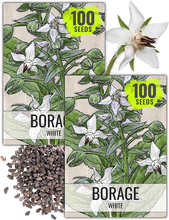 Seed Needs Borage Seeds for Planting White Borago officinalis Starflower - Non-GMO Heirloom & Untreated Herb Seed to Plant and Grow an Outdoor Home Grown Garden (2 Packs)