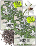 Seed Needs Borage Seeds for Planting White Borago officinalis Starflower - Non-GMO Heirloom & Untreated Herb Seed to Plant and Grow an Outdoor Home Grown Garden (2 Packs)