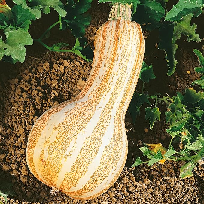 Cushaw Orange Striped Pumpkin Seeds - 4 g Packet ~20 Seeds - Non-GMO, Heirloom - Vegetable Garden - Cucurbita mixta