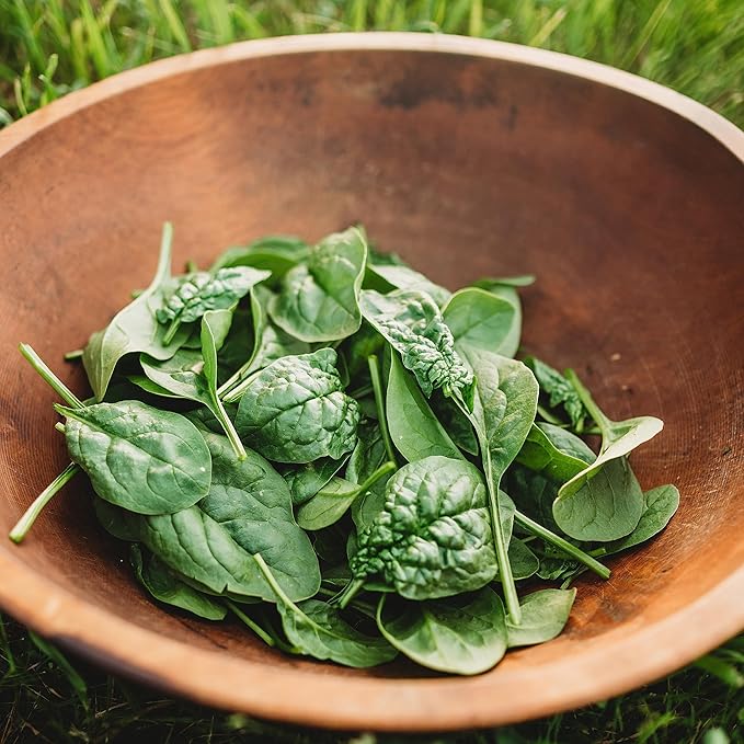 Bloomsdale Longstanding Spinach - 250 Seeds - Heirloom & Open-Pollinated, Easy-to-Grow Leafy Greens, Non-GMO Vegetable Seeds for Planting Indoors/Outdoors in Containers/Garden, Thresh Seed Company