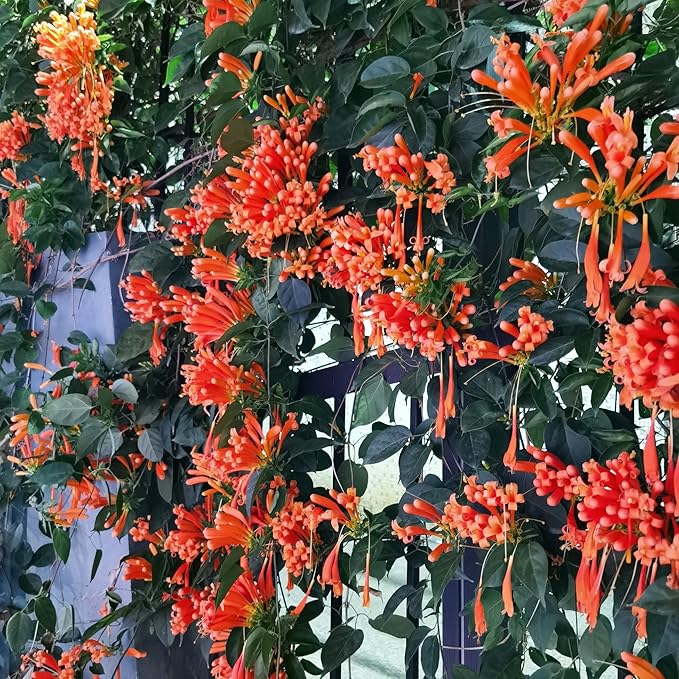 Mixrug 18pcs Firecracker Vine Seeds for Planting, Non-GMO Heirloom Perennial Colored Firecracker Vine Flower Plant Seeds, Open Pollinated Beauty Home Garden Flowers in Outdoors