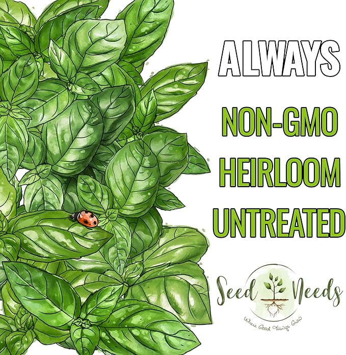 Seed Needs Basil Seeds for Planting Italian Large Leaf Herbs - Non-GMO Heirloom & Untreated - Grow an Indoor or Outdoor Home Grown Herb Garden (5 Packs)