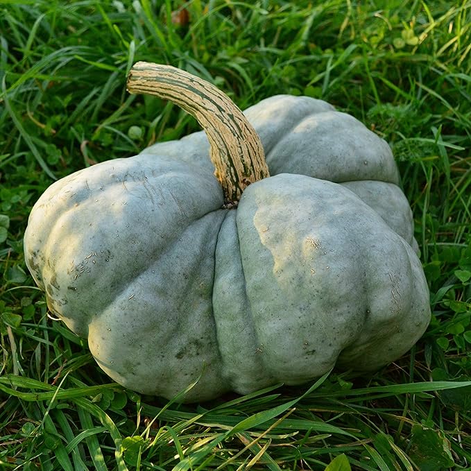 Triamble (Shamrock) Blue Pumpkin Squash - 25 Seeds - Rare Heirloom Open-Pollinated Variety, Easy-to-Grow, Non-GMO Vegetable Seeds for Planting Outdoors in The Home Garden, Thresh Seed Company