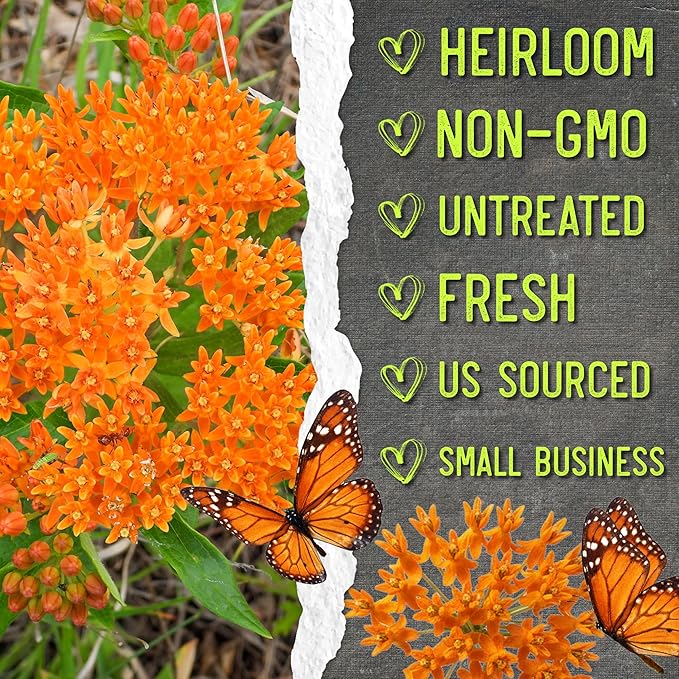 Seed Needs Orange Milkweed Seeds for Planting Butterfly Weed - Heirloom & Untreated Perennial Flower Seed to Grow a Monarch Butterfly Garden (2 Packs)