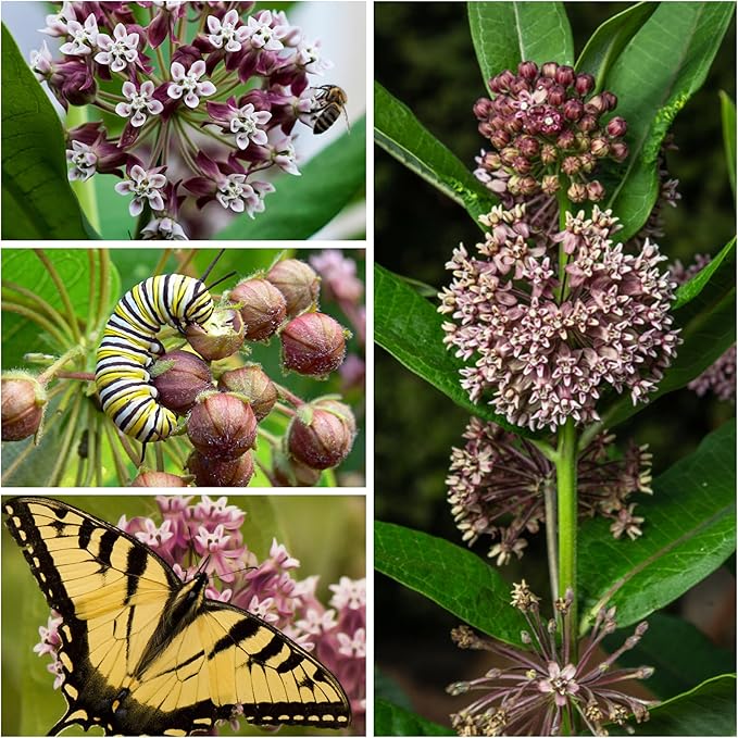 Seed Needs Pink Milkweed Seeds for Planting Common Asclepias syriaca - Heirloom & Open Pollinated Perennial Flower Seed to Plant a Monarch Butterfly Garden (1 Pack)