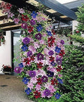 Clematis ~Mixed Colors~ Wonderful Large Blooms 50+ Perennial Vine Seeds