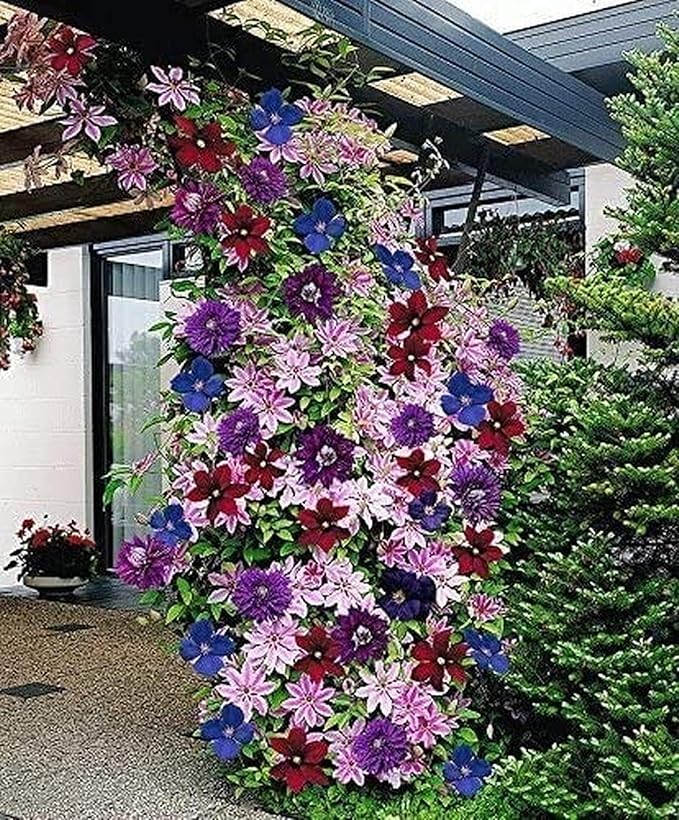 Clematis ~Mixed Colors~ Wonderful Large Blooms 50+ Perennial Vine Seeds