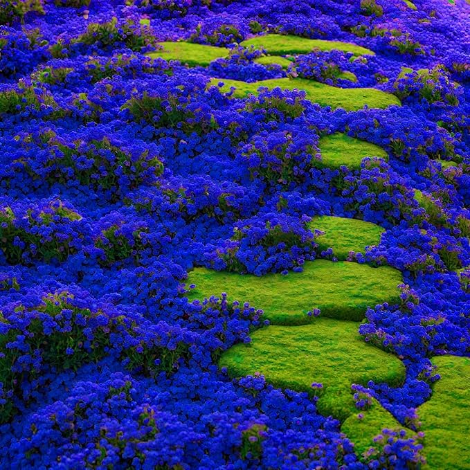 21500+ Creeping Thyme Seeds Ground Cover Plant Seeds Perennial- Non-GMO Heirloom Flower Creeping Thyme Seeds for Planting