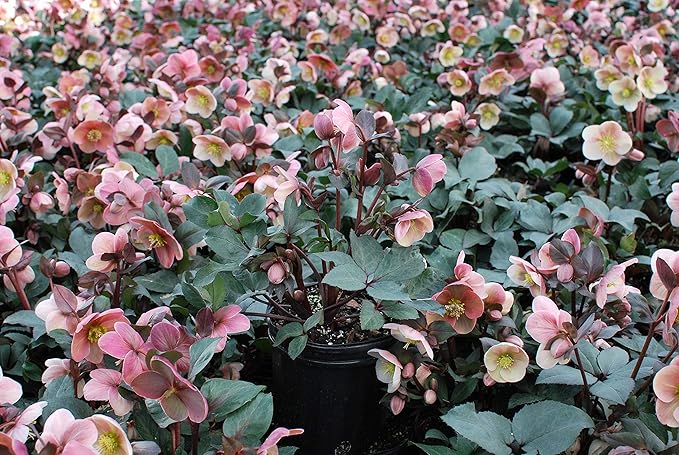 Perennial Farm Helleborus HGC® 'Pink Frost' No. 1