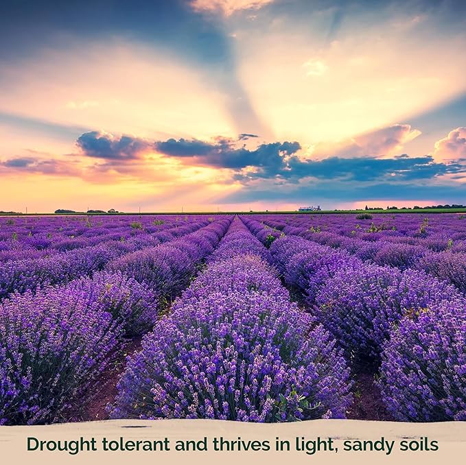 KVITER 2000 English Lavender Seeds for Planting Outdoor & Indoor (Lavandula angustifolia) – True Lavender Flowers, Heirloom Perennial, Non-GMO – Organic Herb Seeds for Outdoor Garden, Flower Beds