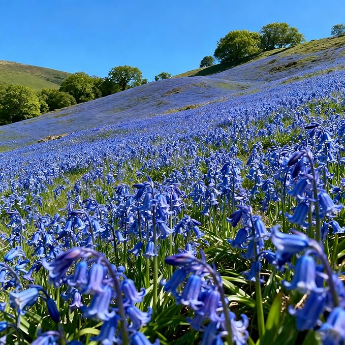 5000 Campanula Medium Bellflower Flower Seeds for Planting, Blue Campanula Flower Seed, Non-GMO Bellflower Seeds for Garden Borders Containers Home