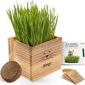 Cat Grass Kit for Indoor Cats – x2 Seed Packets | Cat Grass Seeds with Wooden Planter & Soil – Pet Wheatgrass Grass