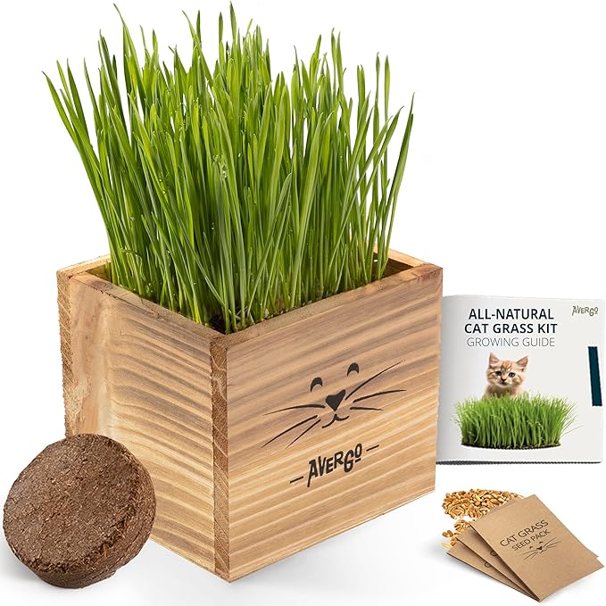 Cat Grass Kit for Indoor Cats – x2 Seed Packets | Cat Grass Seeds with Wooden Planter & Soil – Pet Wheatgrass Grass