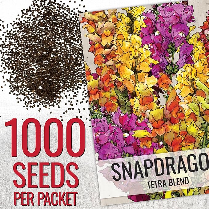 Seed Needs, Mixed Tetra Snapdragon Seeds - 1,000 Heirloom Seeds for Planting Antirrhinum majus - Annual Flowers to Attract Butterflies, Bumblebees, Honeybees & Other Pollinators (2 Packs)