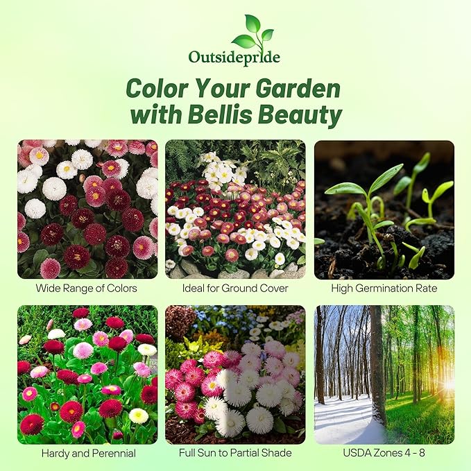 Outsidepride Mix Bellis English Daisy Seeds for Planting - 5000 Pcs Biennial, Self-Seeding, Compact Flower Seeds with Button-Like Blooms, Ideal for Container Arrangements, Beds & Garden Borders