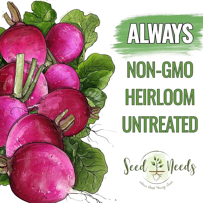 Seed Needs Radish Seeds for Planting Purple Plum Radishes - Non-GMO Heirloom & Untreated - Grow a Home Grown Vegetable Garden - Cool Weather Crops (5 Packs)