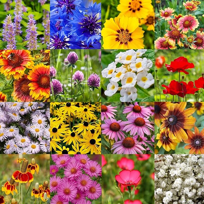 Midwest Species Bulk Perennial Wildflower Seed Mix 1lb Covers 2,000sq-ft - Attract Pollinators, Colorful Blooms - Plant in Spring/Fall - Earth-Friendly Packaging (1/8 lb (2 oz)) (1/8 Pound (2 Ounce))