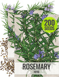 Seed Needs Rosemary Seeds for Planting - Non-GMO Heirloom & Untreated Perennial Herbs to Plant a Medicinal & Culinary Kitchen Garden Indoors or Outdoors (2 Packs)