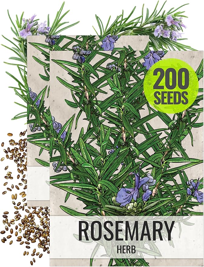 Seed Needs Rosemary Seeds for Planting - Non-GMO Heirloom & Untreated Perennial Herbs to Plant a Medicinal & Culinary Kitchen Garden Indoors or Outdoors (2 Packs)