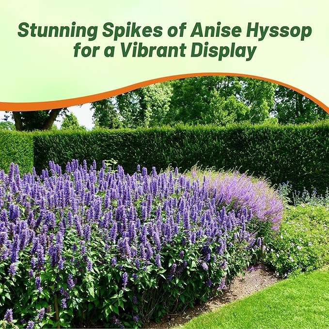 Outsidepride Blue Spike Anise Hyssop Seeds for Planting - 500 Pcs Perennial Herb Garden Seeds with Fragrant Blooms Attractive to Pollinators, for Small Gardens, Containers, & Xeriscaping