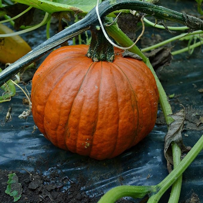 Small Sugar Pie Pumpkin - 25 Seeds - Heirloom & Open-Pollinated Variety, Easy-to-Grow, Non-GMO Vegetable Squash Seeds for Planting Outdoors in The Home Garden, Thresh Seed Company