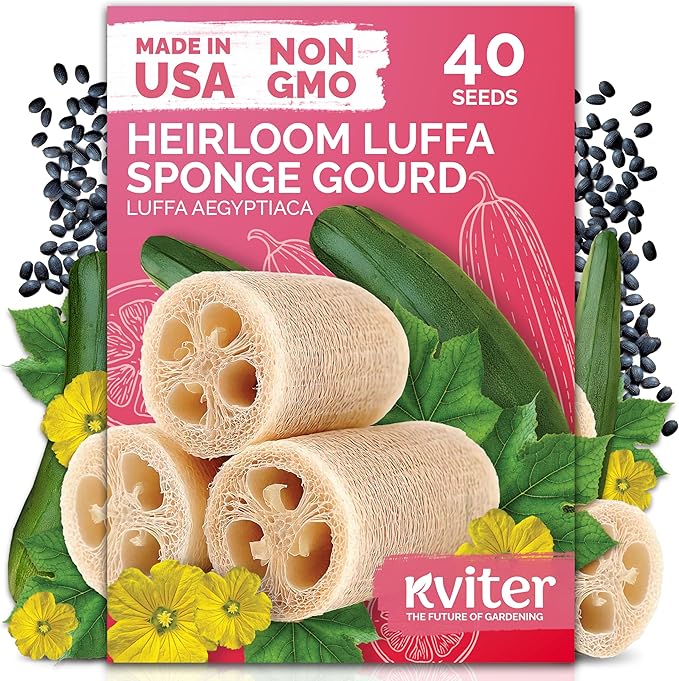 KVITER 40 Luffa Seeds (Luffa Aegyptiaca) – Loofa, Loofah Sponge Gourd Heirloom Seeds, Ideal Non GMO & Organic Natural Sponge – Loofah Seed for Planting from USA to Grow in Your Home Vegetable Garden