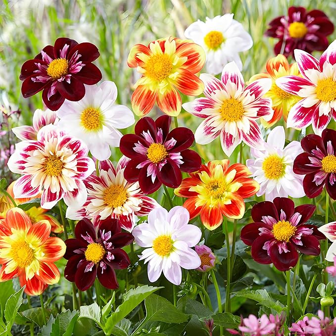 300+ Seeds Perennial Dahlia Dandy Seeds for Planting Outdoor -Annual Dandy Mixed Flower Seed Non-GMO Heirloom