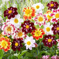 300+ Seeds Perennial Dahlia Dandy Seeds for Planting Outdoor -Annual Dandy Mixed Flower Seed Non-GMO Heirloom