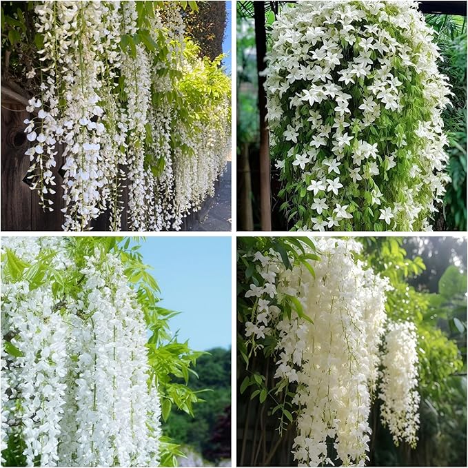 400+ Climbing Weeping Jasmine Flower Seeds for Planting Fragrant Plant Seeds Four Seasons Garden Home Jasmine Garden Balcony Climbing Flower